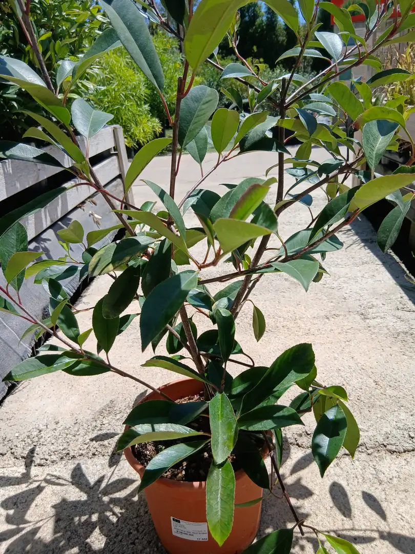 Comprar Arbusto fotinia roja (Photinia fraseri Red Robin) en Mallorca - Vivero Can Juanito