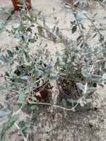 Arbusto teucrium (Teucrium fruticans)