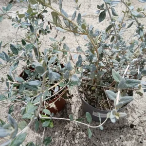 Arbusto teucrium (Teucrium fruticans)