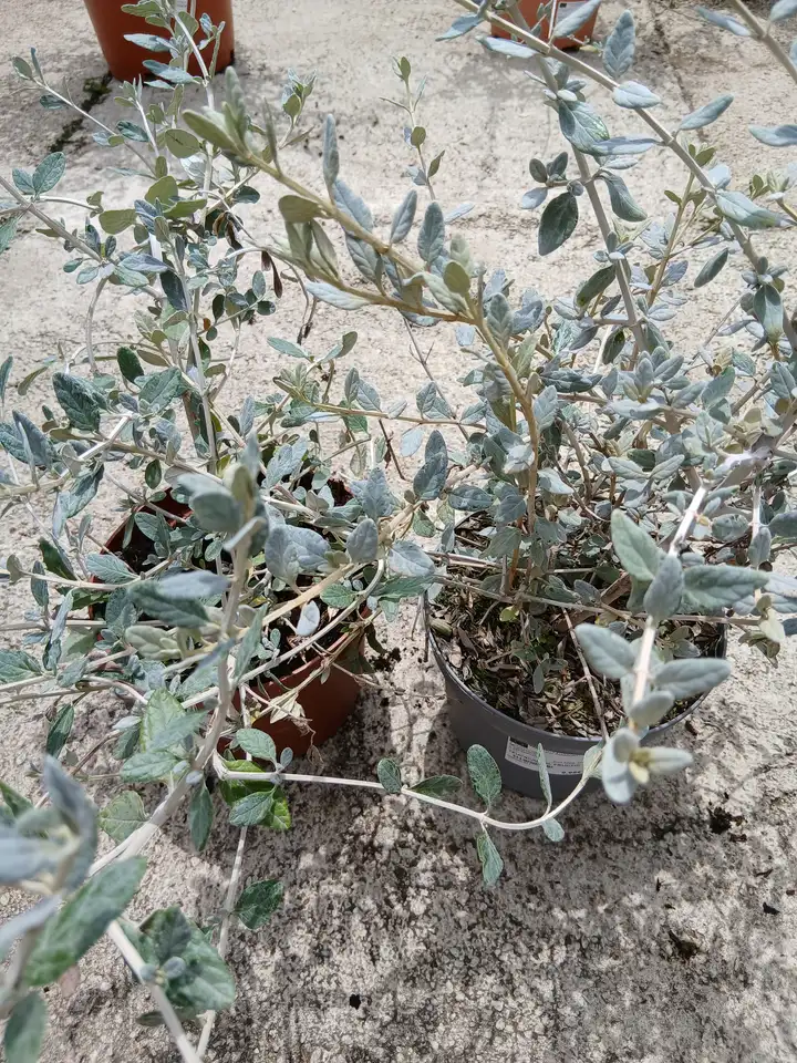 comprar arbusto teucrium 79503 1 Arbusto teucrium (Teucrium fruticans)