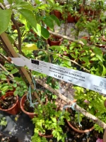 Comprar Bouganvillea sanderiana con tutor en Mallorca - Vivero Can Juanito
