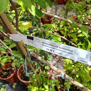 Comprar Bouganvillea sanderiana con tutor en Mallorca - Vivero Can Juanito