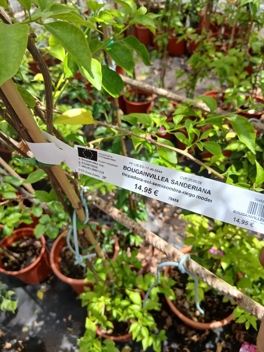 Comprar Bouganvillea sanderiana con tutor en Mallorca - Vivero Can Juanito