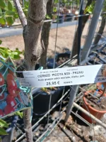 Comprar Cerezo Picota (Prunus Cerasus) en Mallorca - Vivero Can Juanito