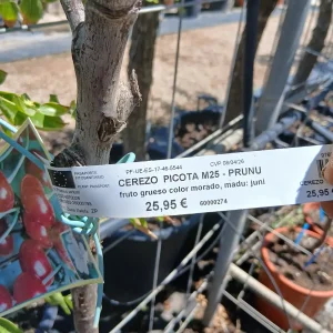 Comprar Cerezo Picota (Prunus Cerasus) en Mallorca - Vivero Can Juanito