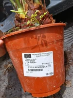 Comprar Cica (Cycas revoluta) en Mallorca - Vivero Can Juanito