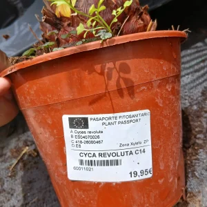 Comprar Cica (Cycas revoluta) en Mallorca - Vivero Can Juanito