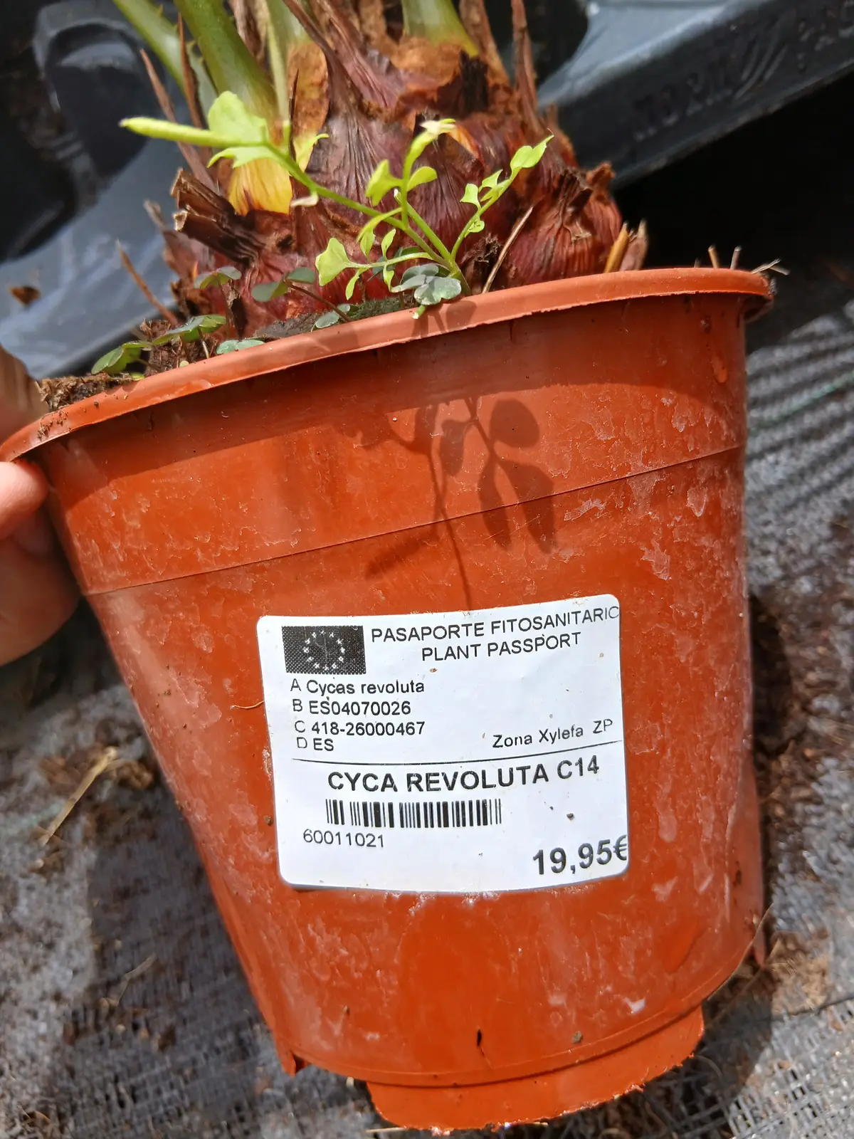 comprar cica 60011021 1 Comprar Cica (Cycas revoluta) en Mallorca - Vivero Can Juanito