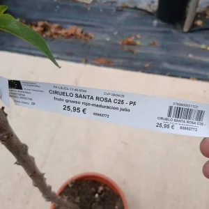 Comprar Ciruelo Santa Rosa (Prunus Domestica) en Mallorca - Vivero Can Juanito