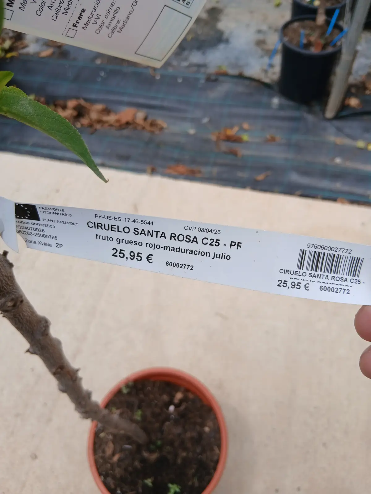 Comprar Ciruelo Santa Rosa (Prunus Domestica) en Mallorca - Vivero Can Juanito