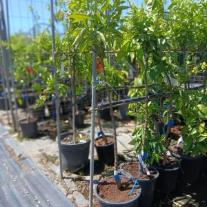 Comprar Clementino Clemenules en Mallorca - Vivero Can Juanito