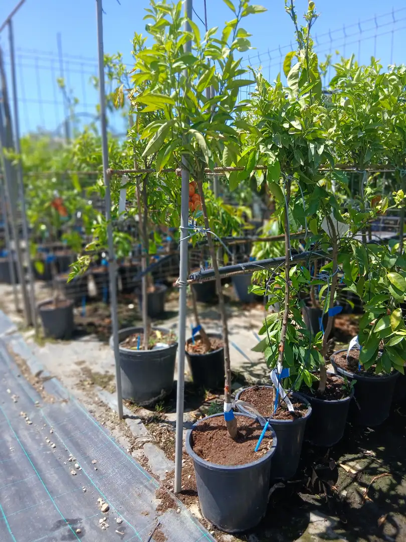 Comprar Clementino Clemenules en Mallorca - Vivero Can Juanito