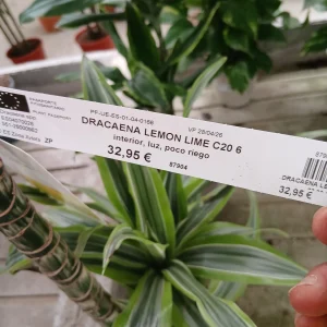 Comprar Dracaena Lemon Lime en Mallorca - Vivero Can Juanito