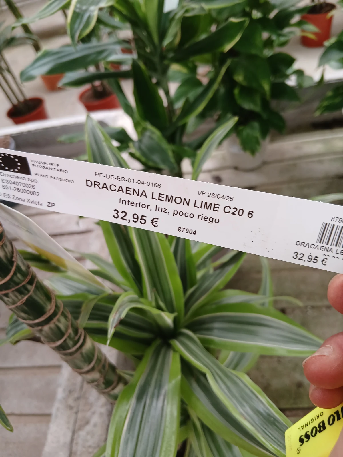 Comprar Dracaena Lemon Lime en Mallorca - Vivero Can Juanito