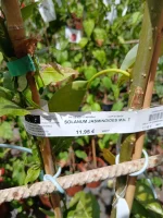 Comprar Falso jazmín con tutor (Solanum jasminoides) en Mallorca - Vivero Can Juanito