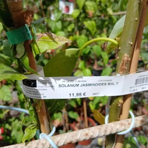 Comprar Falso jazmín con tutor (Solanum jasminoides) en Mallorca - Vivero Can Juanito
