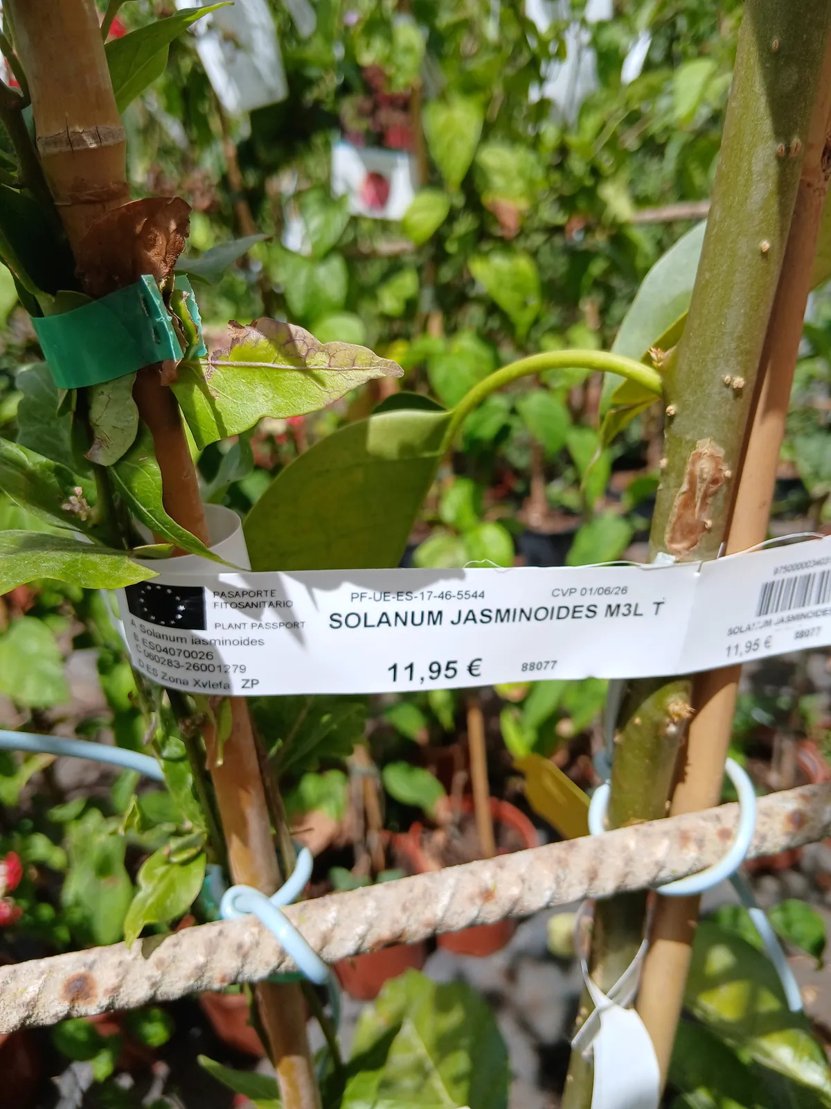 Comprar Falso jazmín con tutor (Solanum jasminoides) en Mallorca - Vivero Can Juanito