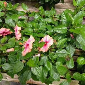 Comprar Hibiscus (Hibiscus rosa-sinensis) en Mallorca - Vivero Can Juanito