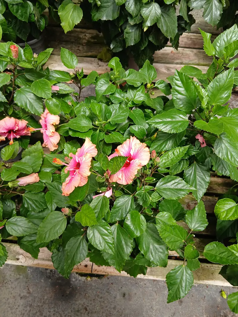 comprar hibiscus 0060021989 1 Comprar Hibiscus (Hibiscus rosa-sinensis) en Mallorca - Vivero Can Juanito