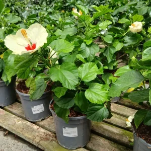 Comprar Hibiscus (Hibiscus rosa-sinensis) en Mallorca - Vivero Can Juanito