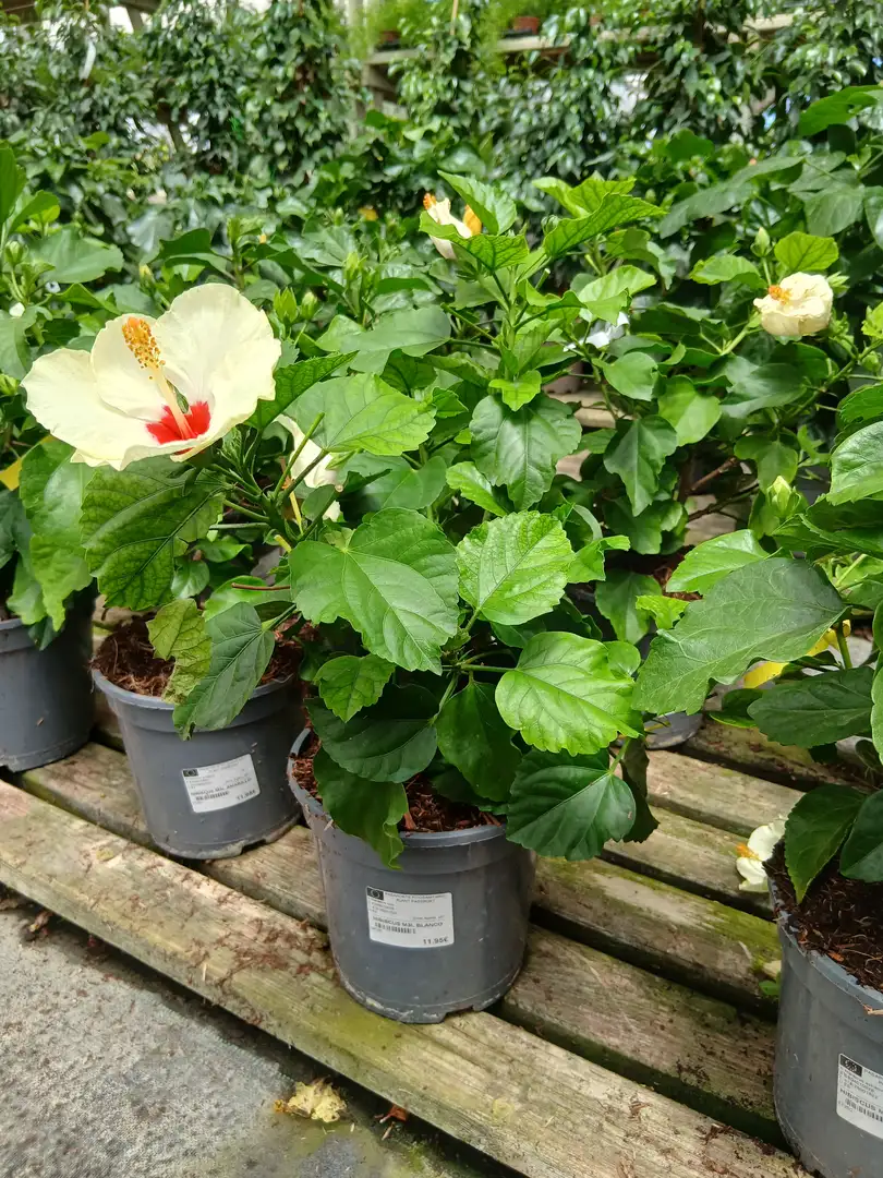 comprar hibiscus 84526 1 Comprar Hibiscus (Hibiscus rosa-sinensis) en Mallorca - Vivero Can Juanito