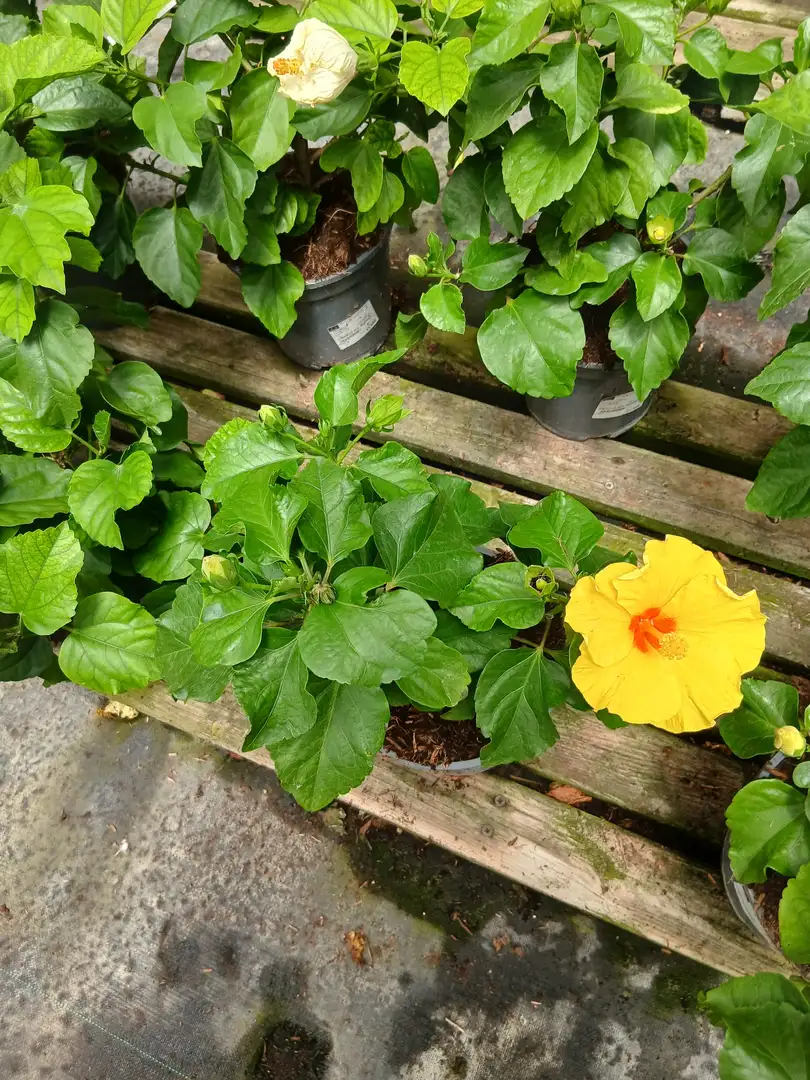 comprar hibiscus 87252 1 Comprar Hibiscus (Hibiscus rosa-sinensis) en Mallorca - Vivero Can Juanito