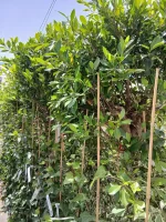 Comprar Hiedra canaria con tutor (Hedera canariensis) en Mallorca - Vivero Can Juanito