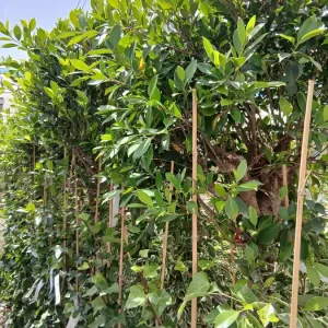 Comprar Hiedra canaria con tutor (Hedera canariensis) en Mallorca - Vivero Can Juanito