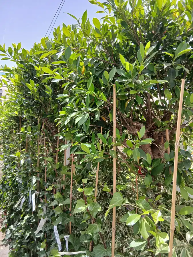 Comprar Hiedra canaria con tutor (Hedera canariensis) en Mallorca - Vivero Can Juanito