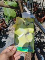 Comprar Higuera (Ficus Lyrata) en Mallorca - Vivero Can Juanito