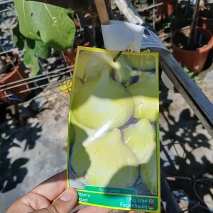 Comprar Higuera (Ficus Lyrata) en Mallorca - Vivero Can Juanito