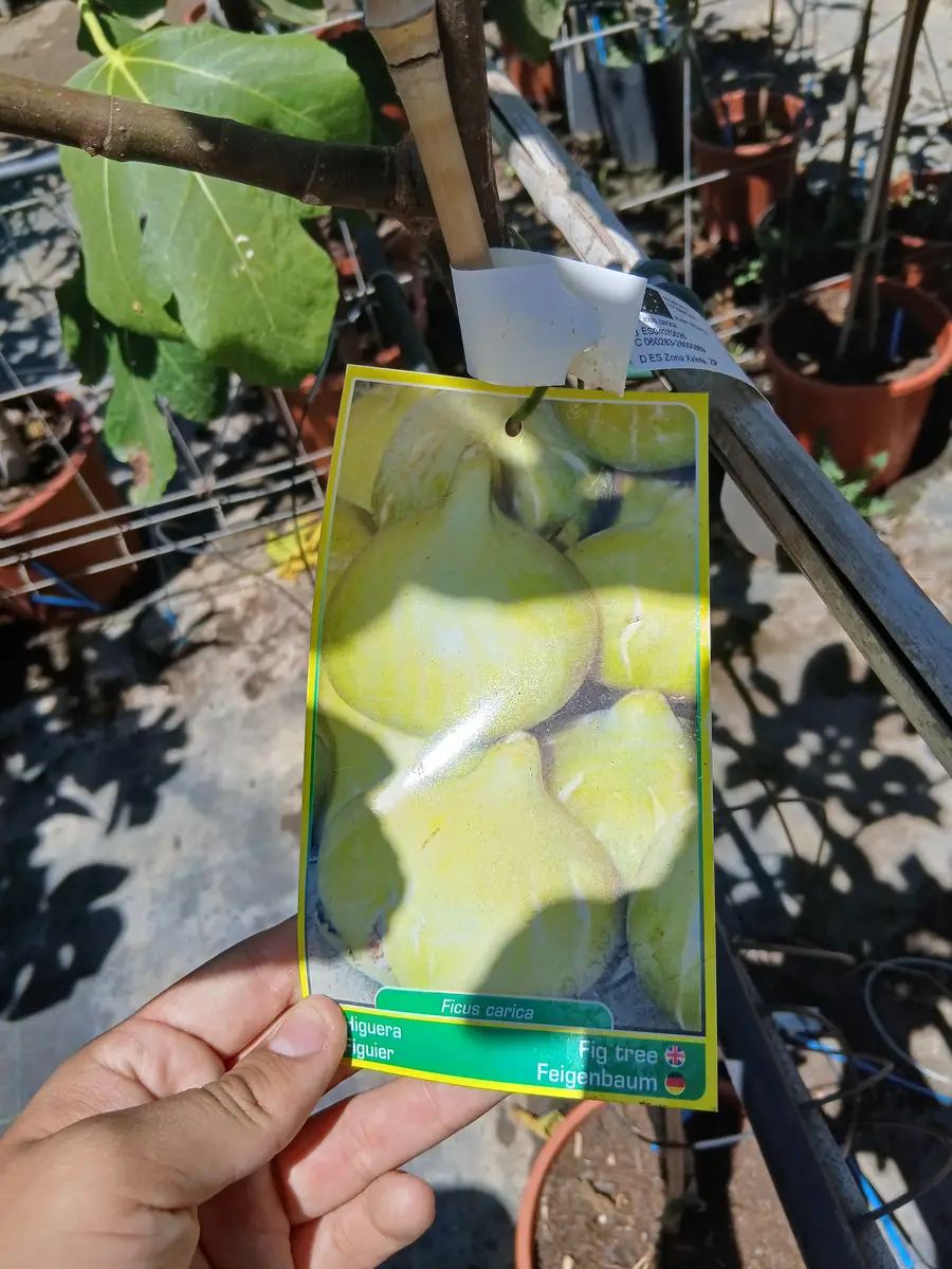 comprar higuera 0060019299 1 Comprar Higuera (Ficus Lyrata) en Mallorca - Vivero Can Juanito