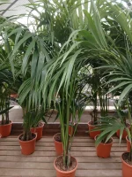 Comprar Kentia en Mallorca - Vivero Can Juanito