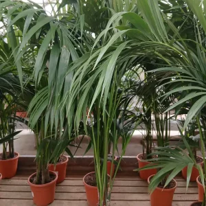 Comprar Kentia en Mallorca - Vivero Can Juanito