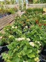 Comprar Lantana Camara en Mallorca - Vivero Can Juanito