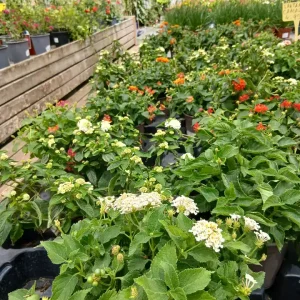Comprar Lantana Camara en Mallorca - Vivero Can Juanito