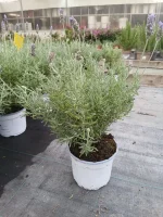 Comprar Lavanda Dentata en Mallorca - Vivero Can Juanito