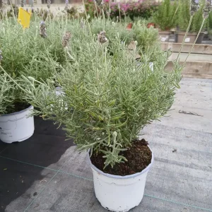 Comprar Lavanda Dentata en Mallorca - Vivero Can Juanito