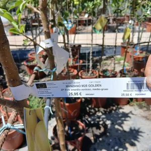 Comprar Manzano Golden en Mallorca - Vivero Can Juanito