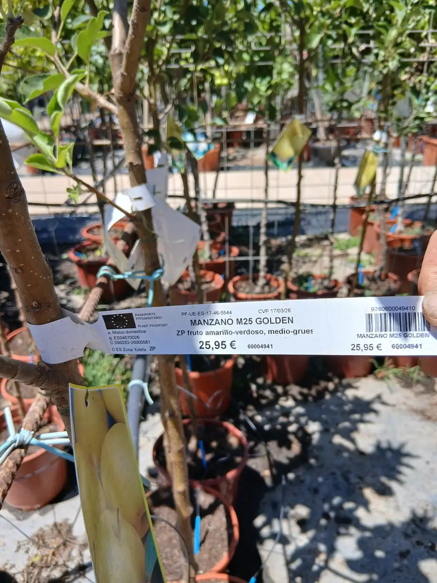 comprar manzano golden 60004941 1 Comprar Manzano Golden en Mallorca - Vivero Can Juanito