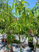 Comprar Melocotonero Baby Gold (Prunus Persica) en Mallorca - Vivero Can Juanito