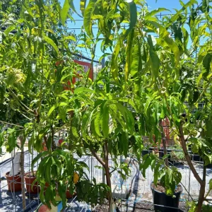 Comprar Melocotonero Baby Gold (Prunus Persica) en Mallorca - Vivero Can Juanito