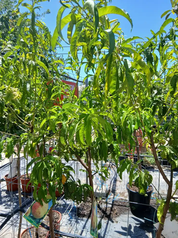 Comprar Melocotonero Baby Gold (Prunus Persica) en Mallorca - Vivero Can Juanito