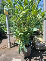 Comprar Myoporum Antorchasis en Mallorca - Vivero Can Juanito