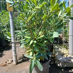 Comprar Myoporum Antorchasis en Mallorca - Vivero Can Juanito