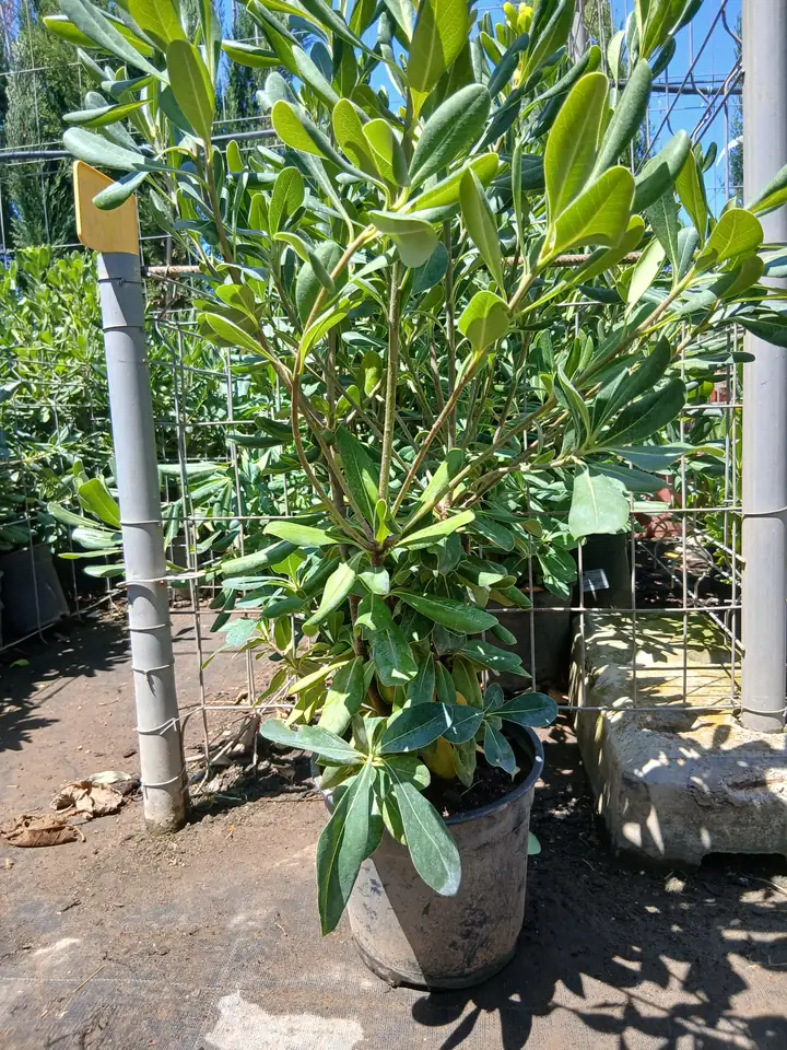 Comprar Myoporum Antorchasis en Mallorca - Vivero Can Juanito