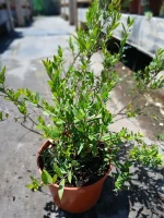 Comprar Myrtus en Mallorca - Vivero Can Juanito