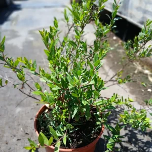Comprar Myrtus en Mallorca - Vivero Can Juanito