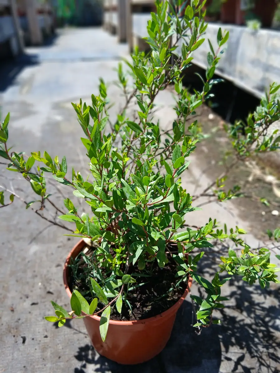 Comprar Myrtus en Mallorca - Vivero Can Juanito