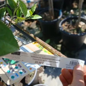 Comprar Naranjo dulce (Citrus sinensis) en Mallorca - Vivero Can Juanito